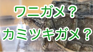 ワニガメとカミツキガメが交雑することにより生じた生物