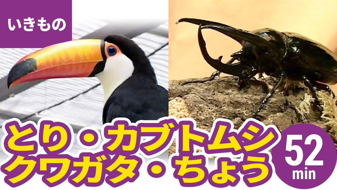 動物 いきものまとめ 4 鳥のなかまと昆虫 人気のカブトムシ クワガタ 53min Youtube
