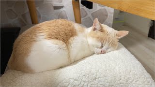 【白猫Live】超久しぶり!4年ぶりの白猫LIve配信（2025/4/6）