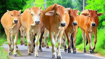 Video puluhan sapi lembu jinak peternakan berkeliaran di jalan pulang menuju kandang,Suara lucu sapi