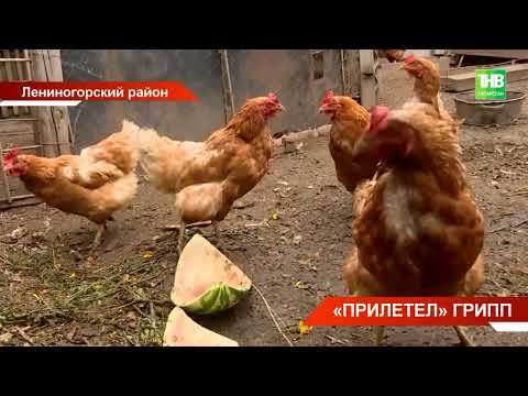 Вспышка птичьего гриппа: в Лениногорском районе РТ выясняют, откуда "прилетел" вирус