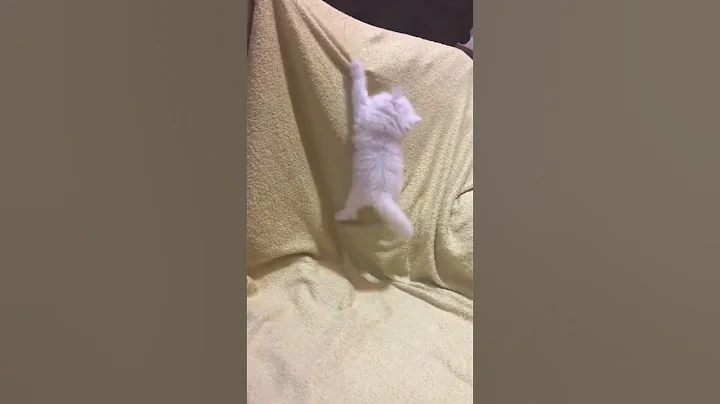 Kitten playing