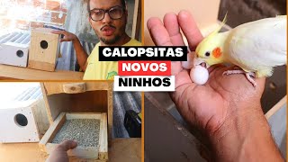 MINHA CRIAÇÃO DE CALOPSITAS | FIZ NOVOS NINHOS !