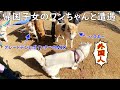 帰国子女のハスキーとミックス犬に遭遇！