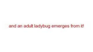 The Stages of a Ladybug's Life