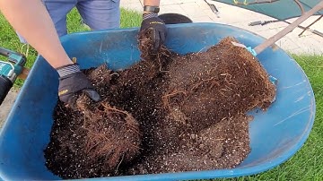 Root Pruning Fig Trees