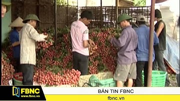 FBNC - Bắc Giang: Đã có hơn 130.000 tấn vải thiều được tiêu thụ