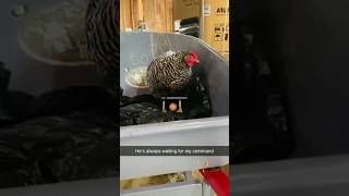 Pov Masak Mie Instan  shorts