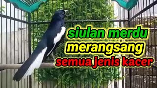 suara burung kacer ngeplong merdu sangat ampuh buat pancingan kacer bahan bikin cepat gacor