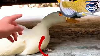 Experiment Car vs Duck | Crushing crunchy & soft things by car | screenshot 5