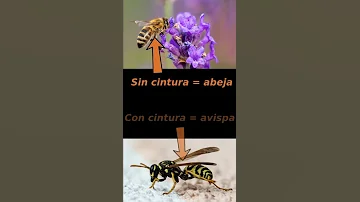 ¿Qué puedo dar de comer a una avispa?