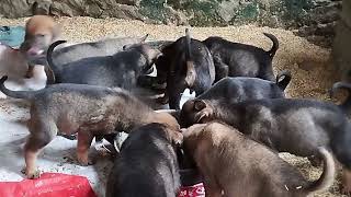15, 3, 2024 update the herd has a poor baby 1 month and 6 days old #puppies #dog #puppy