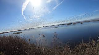 Sacramento Wildlife Refuge Complex