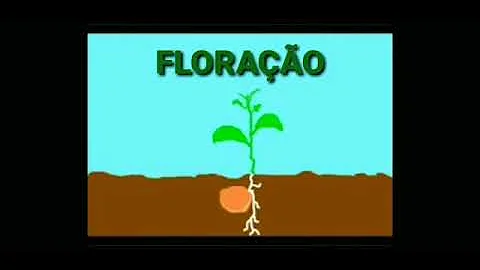 Como é o ciclo de vida das plantas?