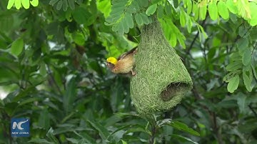Amazing nest building skills by Baya Weavers