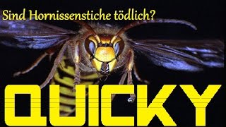 Sind Hornissenstiche tödlich? ☀ QUICKY TIME ☀ HD