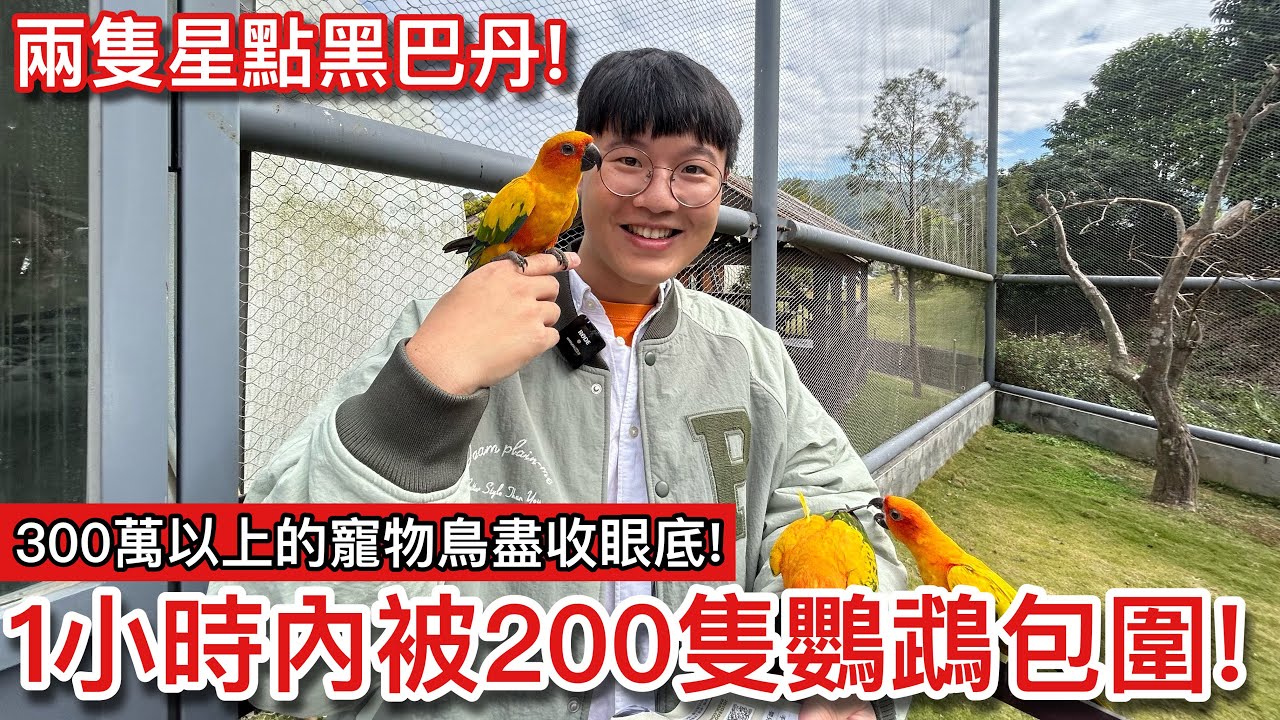 超珍稀！見到成對超稀有一級保育類「星點黑巴丹」？斥資「上億」打造超夢幻動物樂園！走訪「九九峰動物樂園」享受被200隻鸚鵡包圍的震撼感！【鸚鵡小木屋】