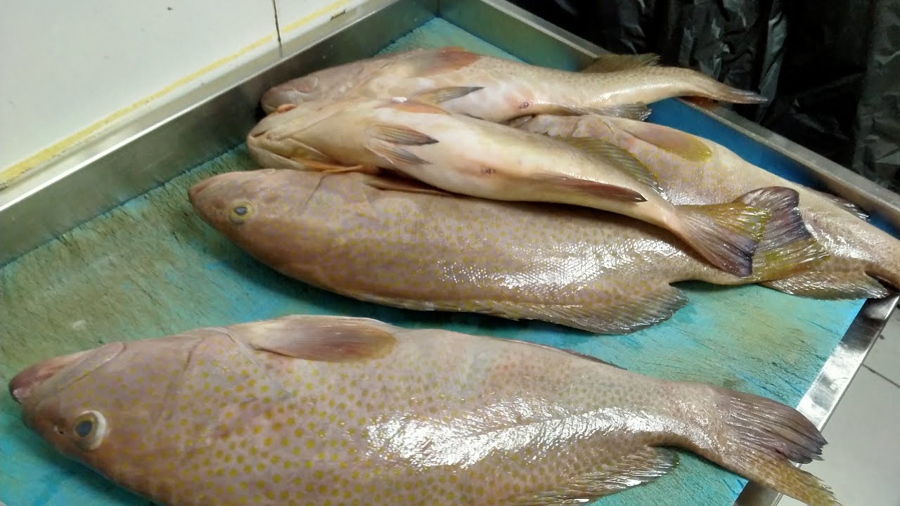 Skilled Fishmonger s cutting skills 💥🇦🇪✂️Abhijith KL44 is live