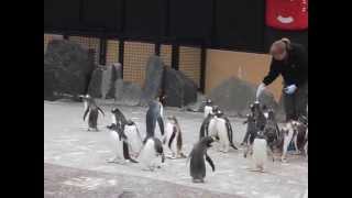 Penguins at Edinburgh Zoo get fed