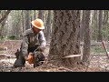 Precision Timber Falling - Avoiding Stump-shot, Modified Stihl MS 460