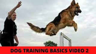 Dog Training 101: How to Train ANY DOG the Basics