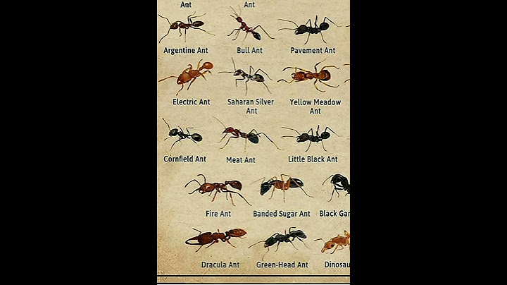 Types Of Ants Bullet ant