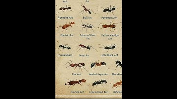 Types Of Ants Bullet ant