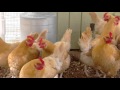 Chicken feed basics: Mapping a feeding program