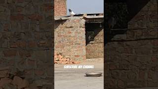 Malik location send kardo ghar bhul gay#pigeonlaver #pigeons#kabuter #share #short #viral#ytkabutar