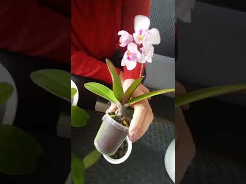 Video: Orkide e verdhë phalaenopsis. Orkide e verdhë: kuptimi