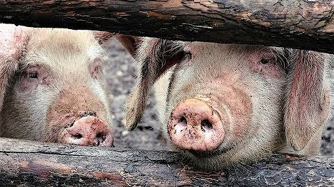 華爾街焦點 | 中加打架打到餐桌：你禁我菜籽油我禁你豬肉 (20190313) - 天天要聞