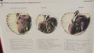 Видовые особенности печени