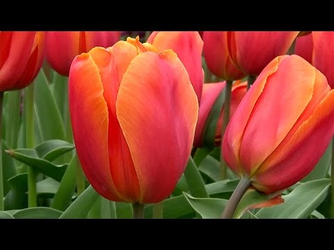 Tulip 'Charade' - FarmerGracy.co.uk - YouTube