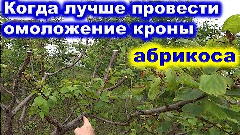 ОМОЛОЖЕНИЕ ветвей АБРИКОСА. Когда лучше вырезать ветви после заморозков.