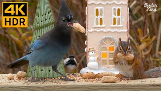 кошка тв 🐱🎄Красивые птицы и бурундуки в рождественский сезон 🐿 8 часов (4K HDR)