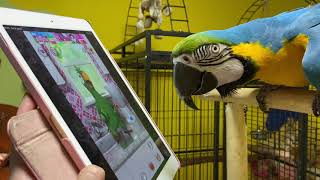 Попугай ара и эклектус играют на планшете