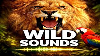 Wild Animals The Sounds They Make With Soft Background Music #animals #relaxingsounds screenshot 3