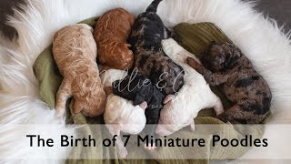 Miniature Poodle Giving Birth to 7 Puppies. (Graphic, Live Birth)