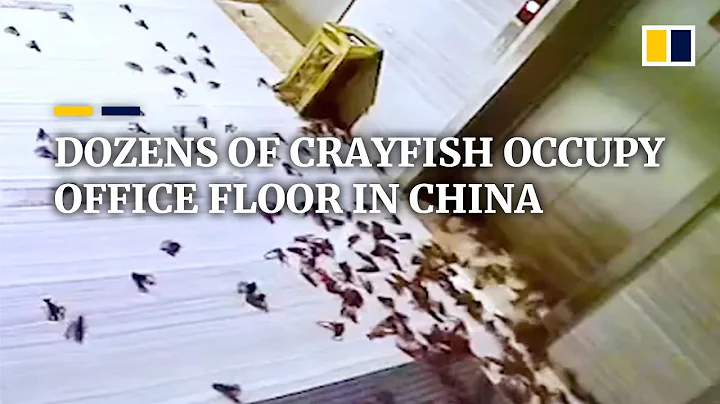 Dozens of crayfish occupy office floor in China - DayDayNews