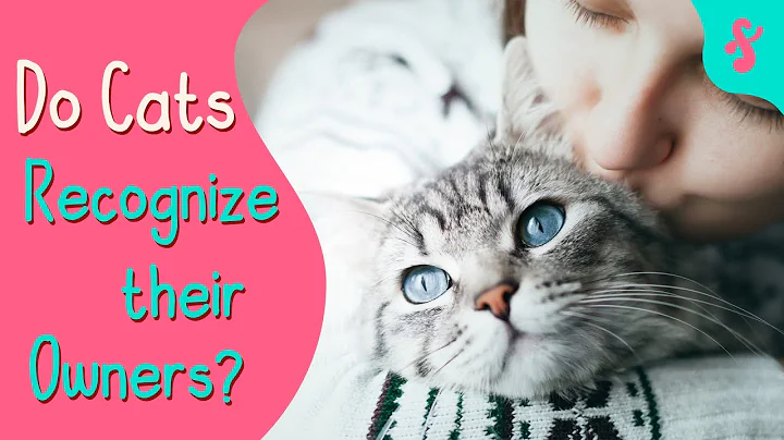 Do Cats Recognize their Owners? | Furry Feline Facts
