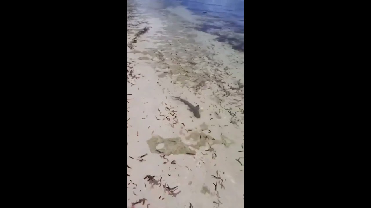 Barracuda Attacks Shark Baracuda Vs Monsterfish Attack Fishing