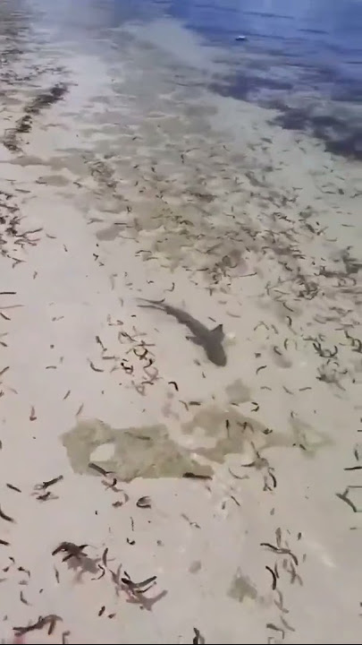 Barracuda attacks Shark 🤯 | Baracuda Vs Shark #monsterfish #attack #shark #fishing