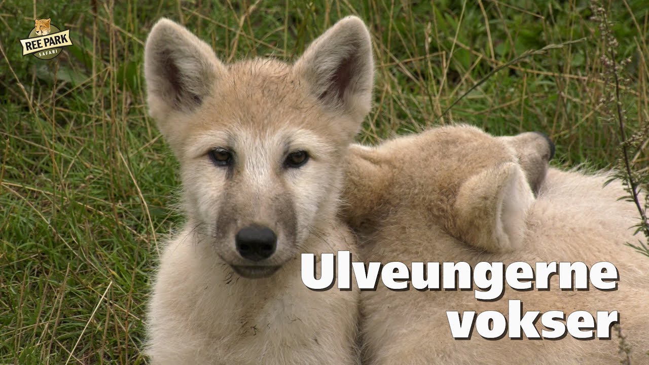 De arktiske ulveunger i Ree Park Safari