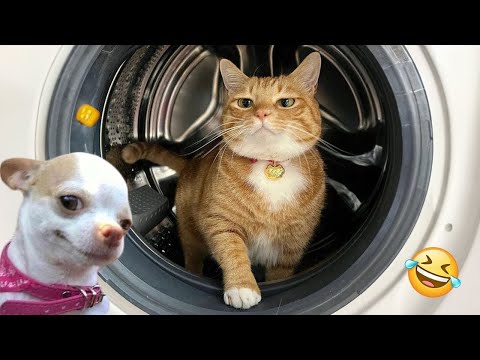 Try Not To Laugh Dogs And Cats 😁 - Best Funniest Animals Video 2024 - Part 54