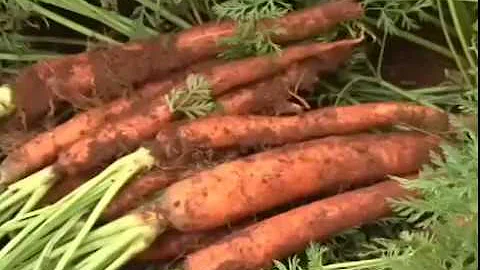 Como a cenoura chegou no Brasil?