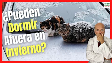 ¿A los gatos les gusta dormir con frío?