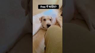फ्री में चाहिए? तो ये ट्रिक्स अपनाएँ!😱#shorts#dog#tricks#cute#pets#shortsfeed#dogshorts#ytshorts#yt