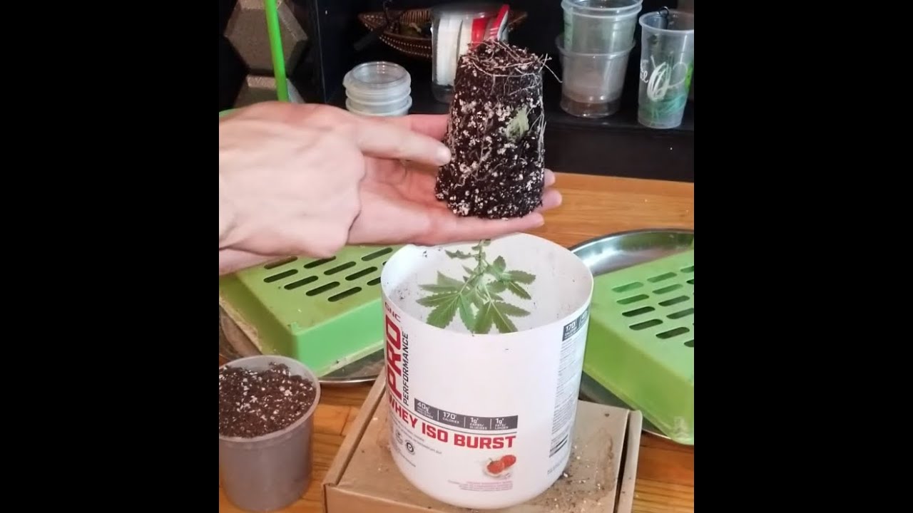 How To Transplant Seedlings And Re-Pot Cannabis Plants 101