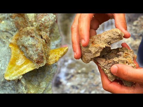 There are HUGE SHARK TEETH inside these rocks...