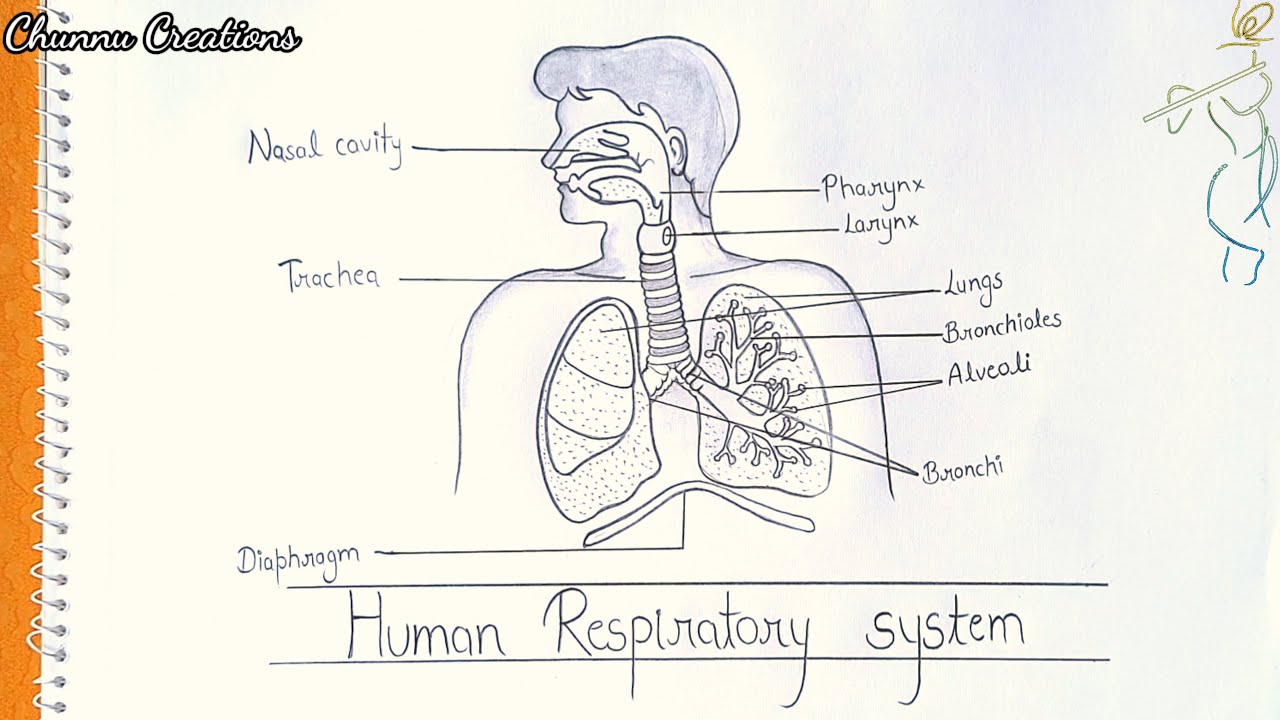 How to Draw Diagram of Human Respiratory System step by step..|| Human Respiratory  System Diagram.. - YouTube